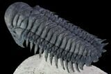 Crotalocephalina Trilobite - Flying Preparation #86015-4